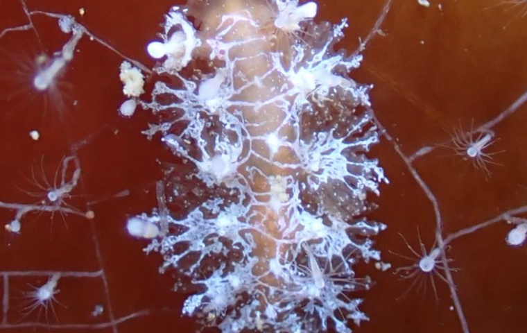 Photo by Satomi Yasuda